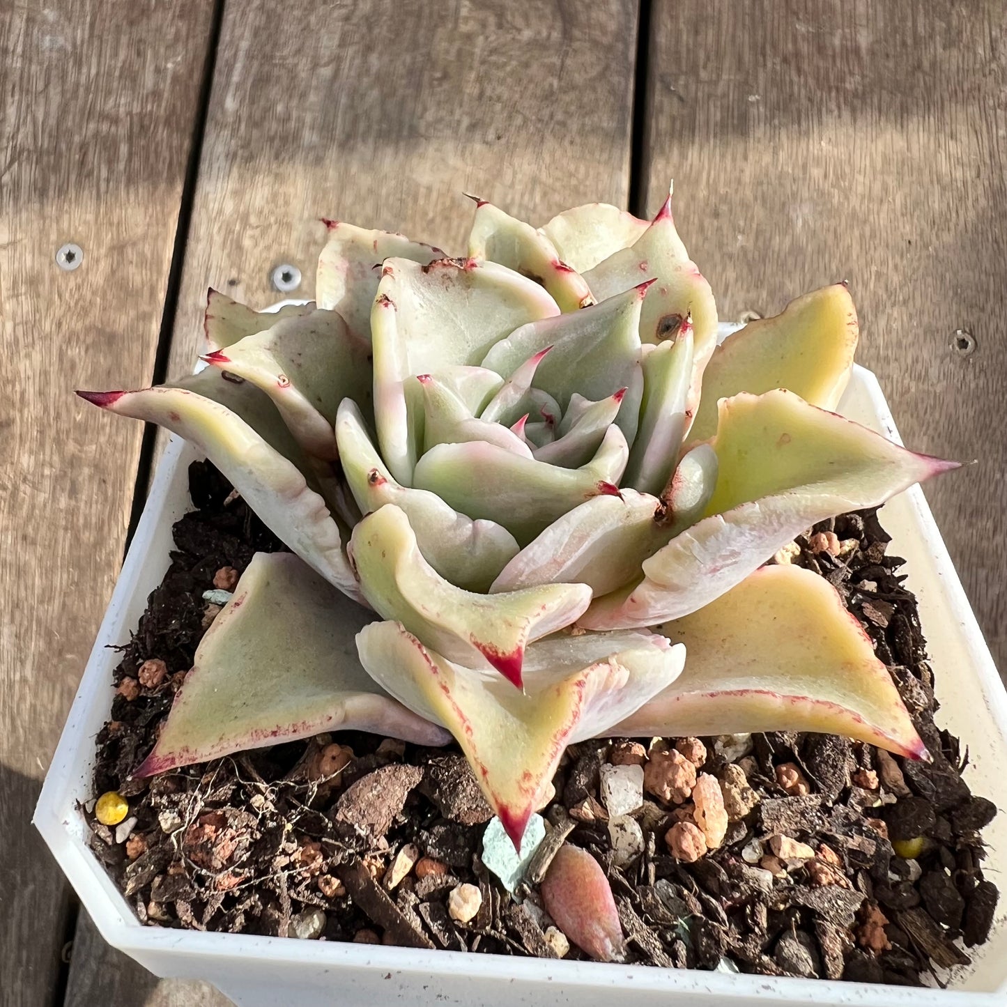 0108 Echeveria Madiba / Pink Lips