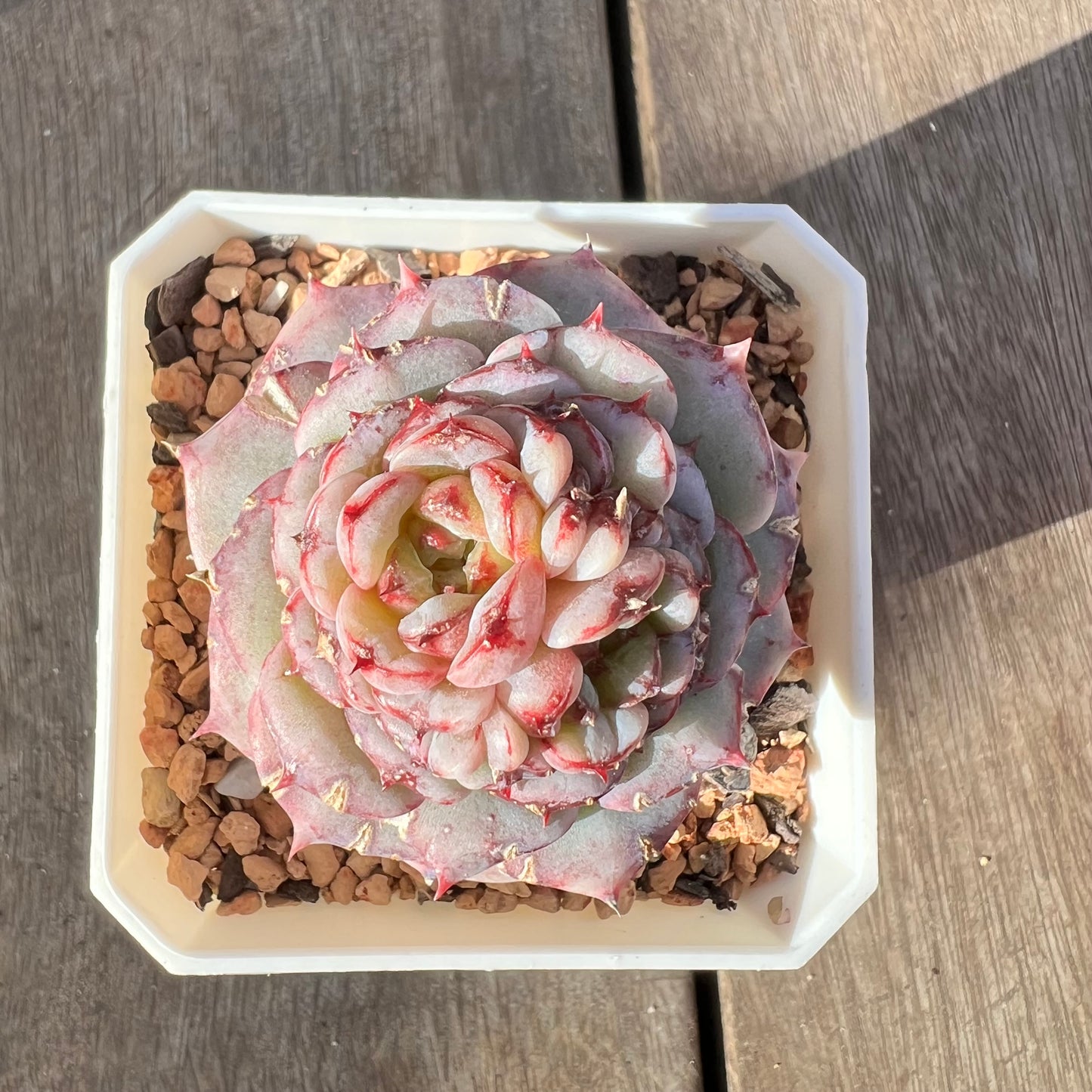 0108 Echeveria Red Velvet