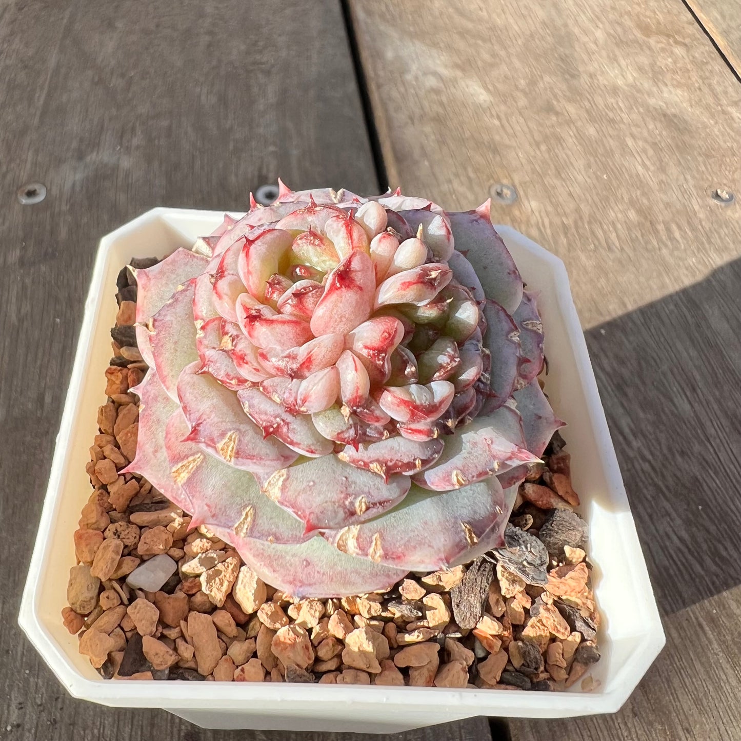 0108 Echeveria Red Velvet