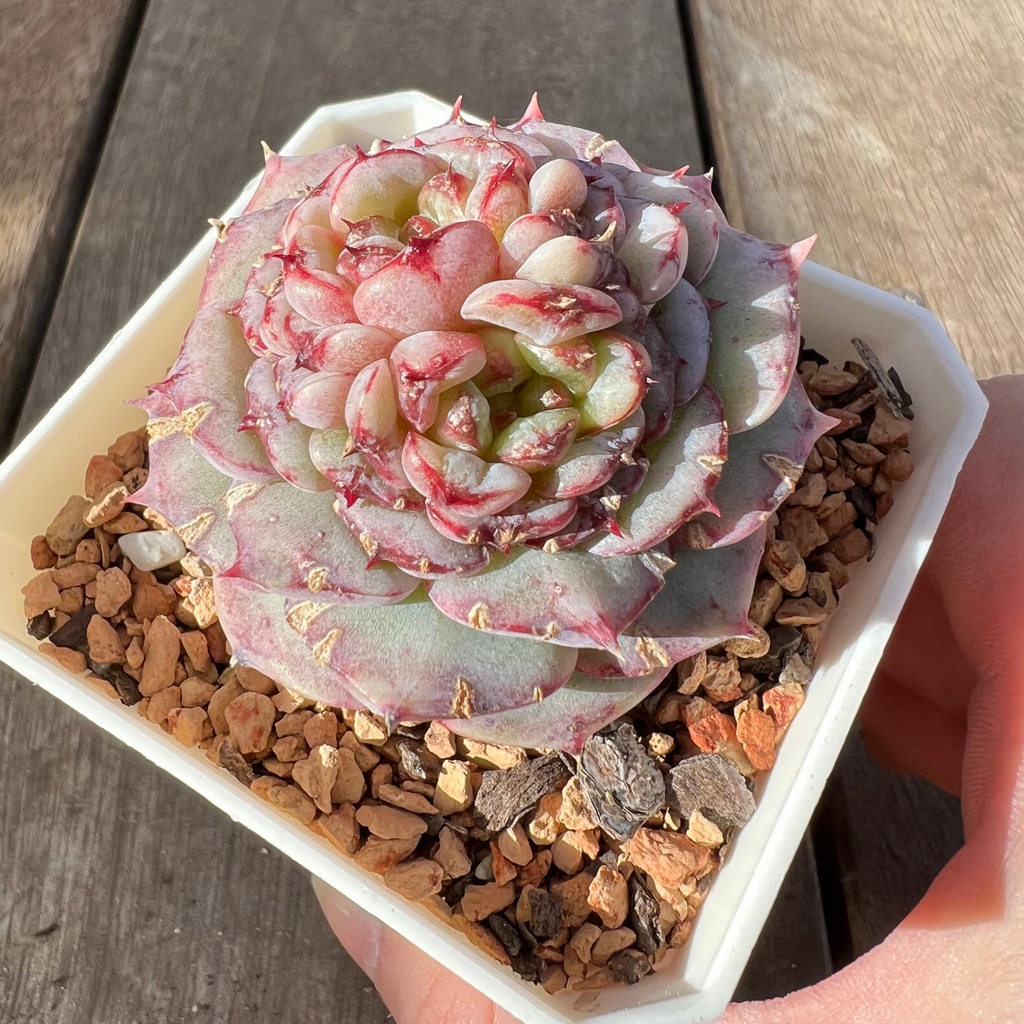 0108 Echeveria Red Velvet