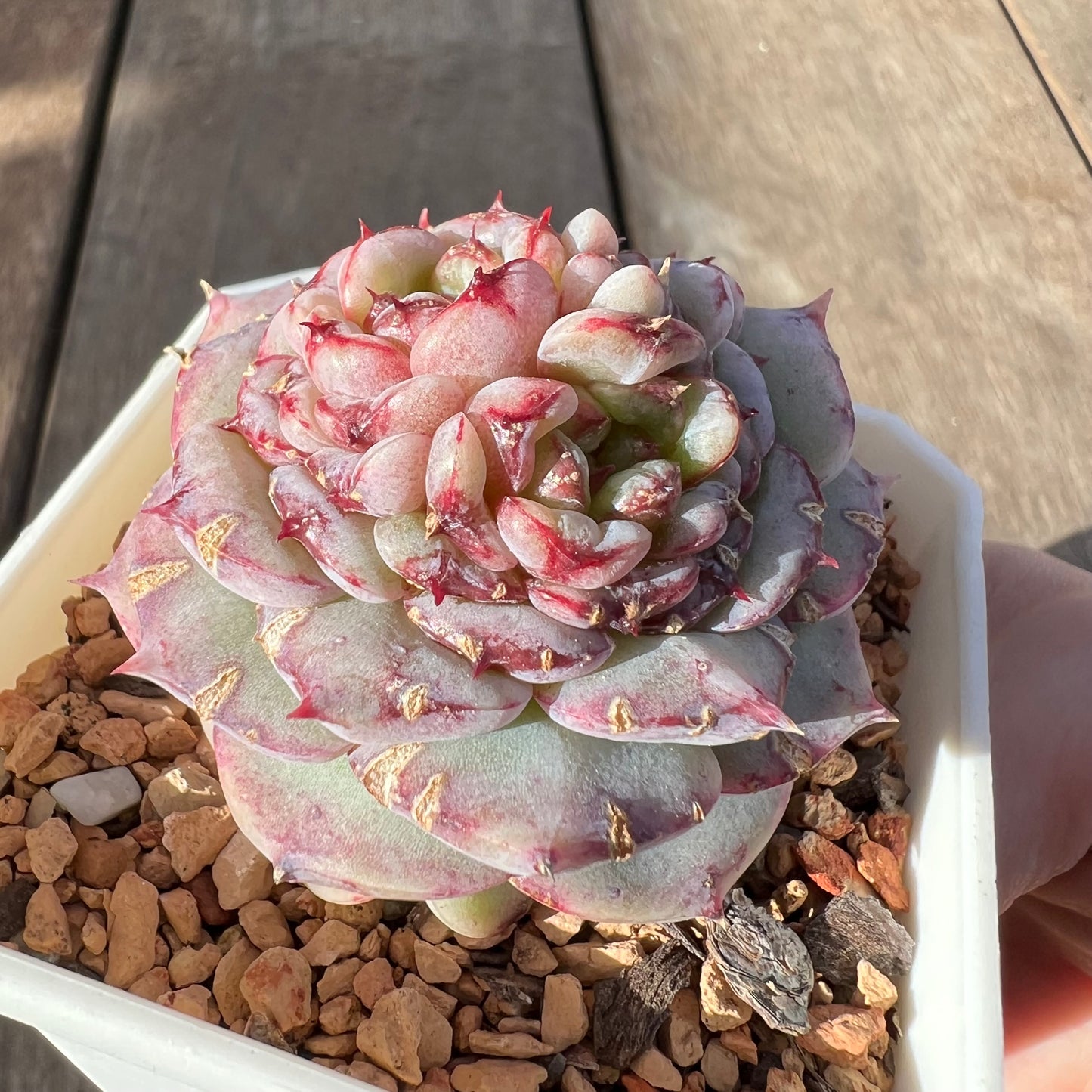 0108 Echeveria Red Velvet