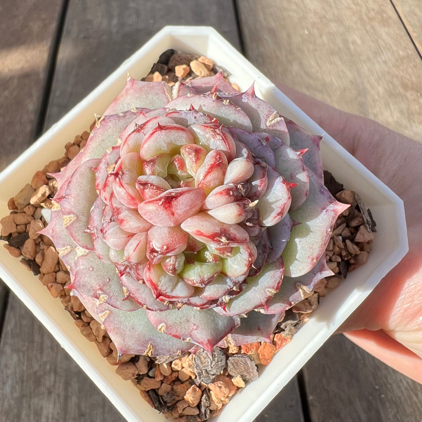 0108 Echeveria Red Velvet