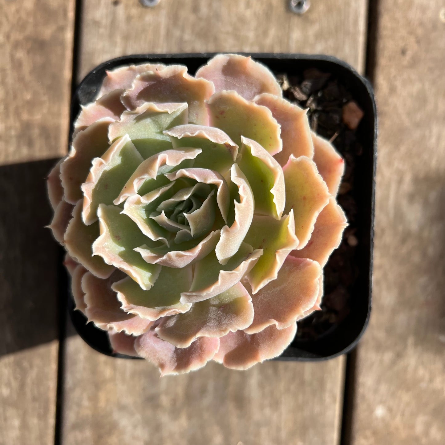 0108 沙维纳公主