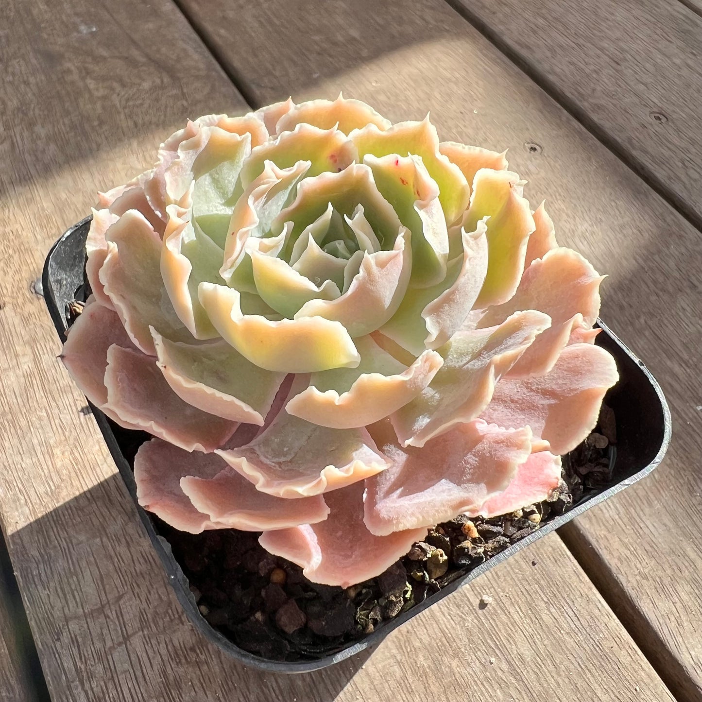 0108 沙维纳公主