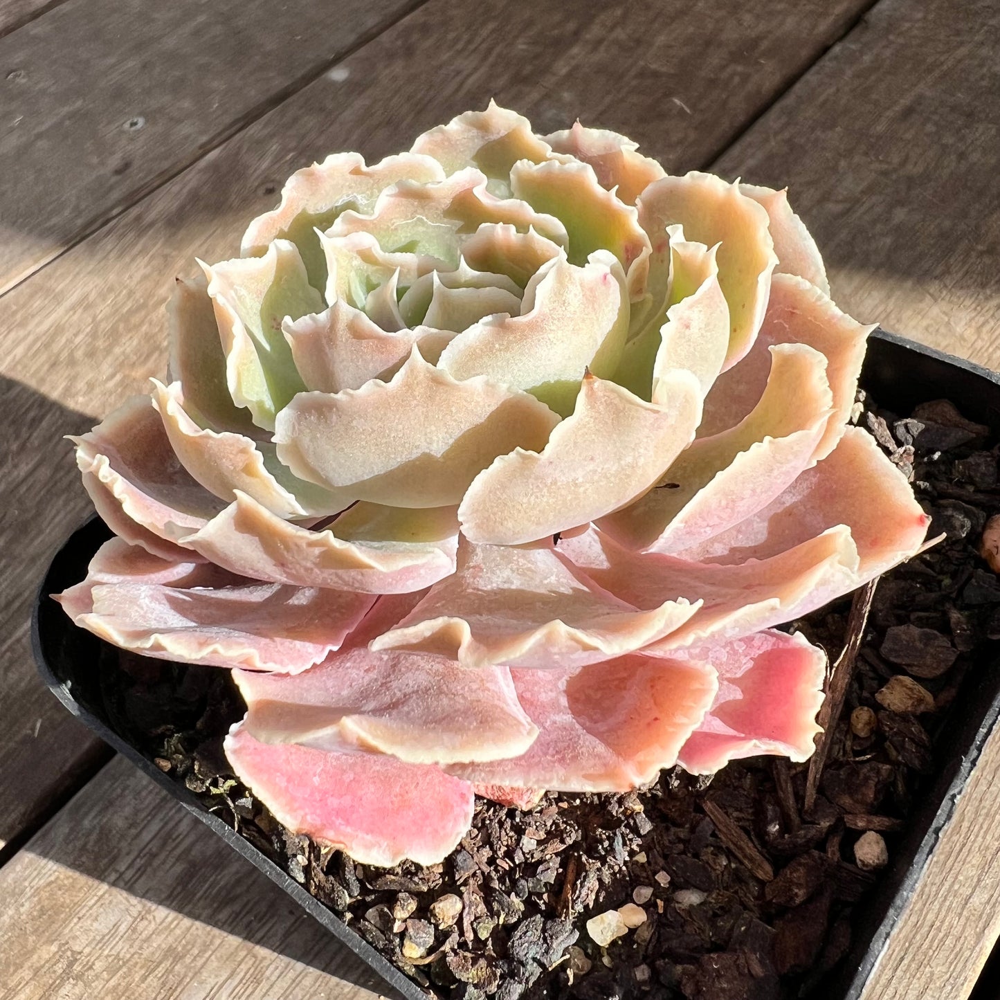 0108 沙维纳公主