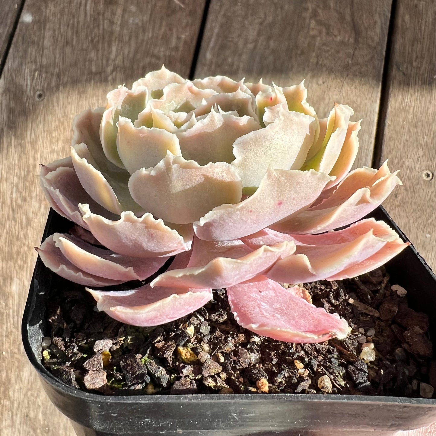 0108 沙维纳公主