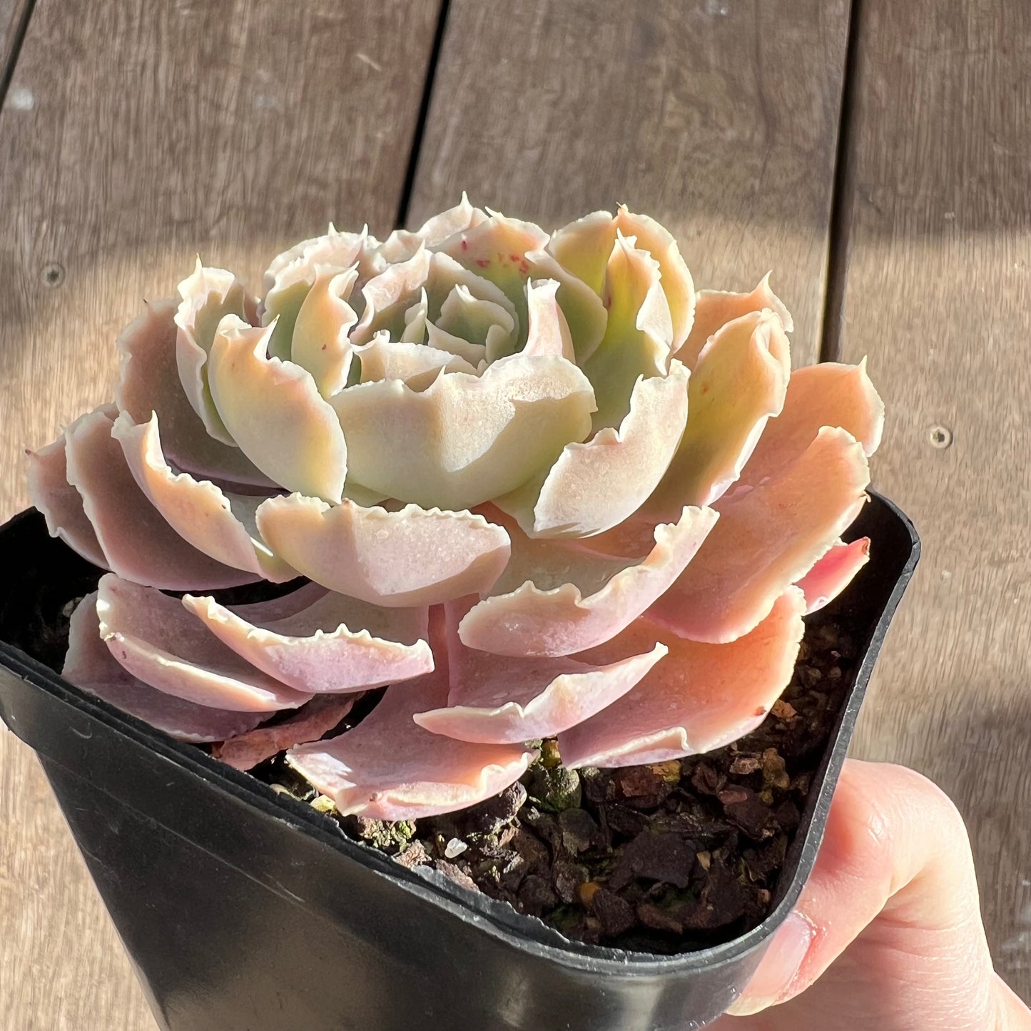 0108 沙维纳公主