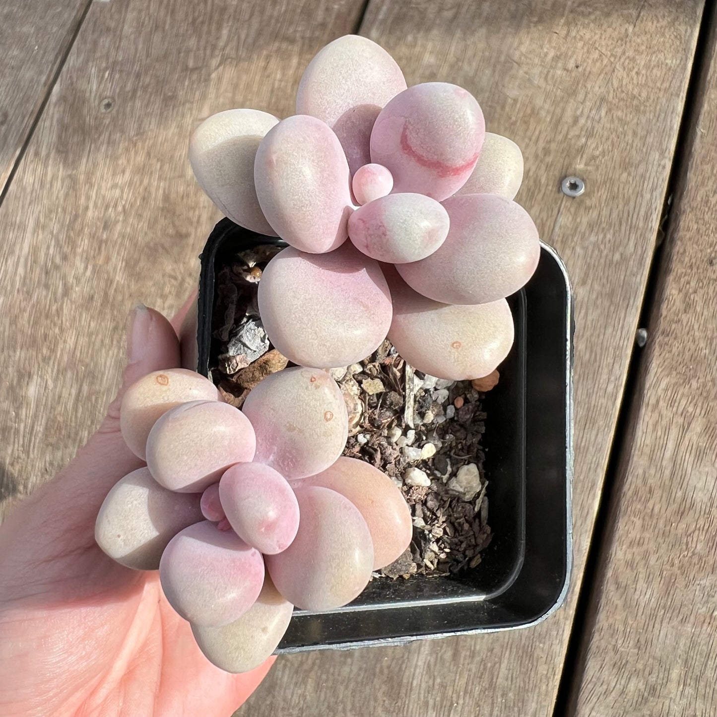 0108 Graptopetalum Amethystinum / Lavender Pebbles