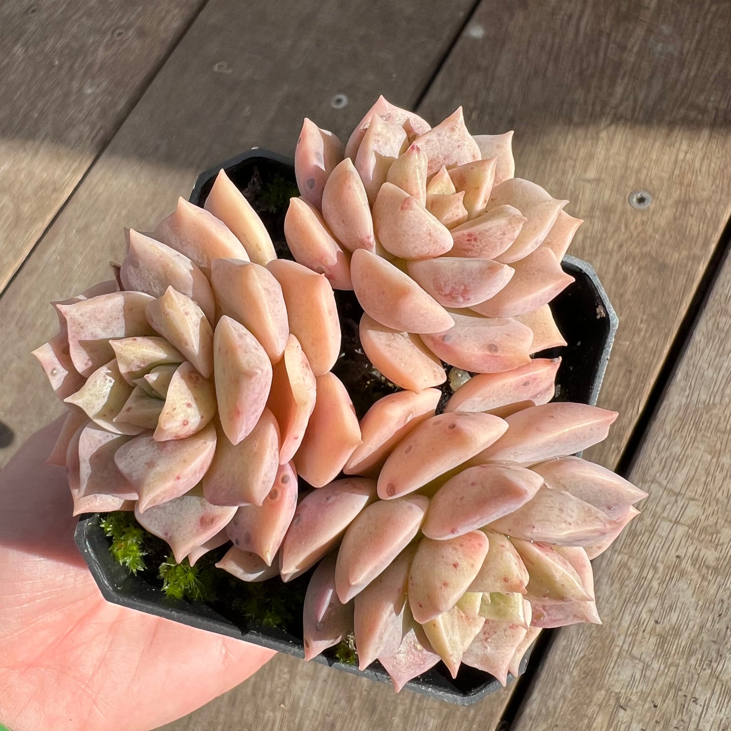 0108 Graptoveria Titubans