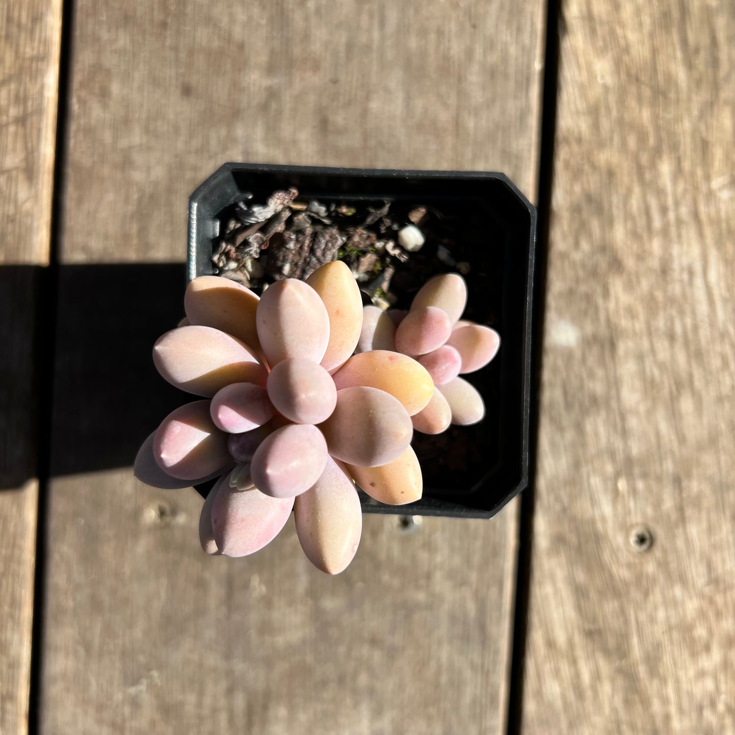 0108 Pachyphytum 'Egg Tart'