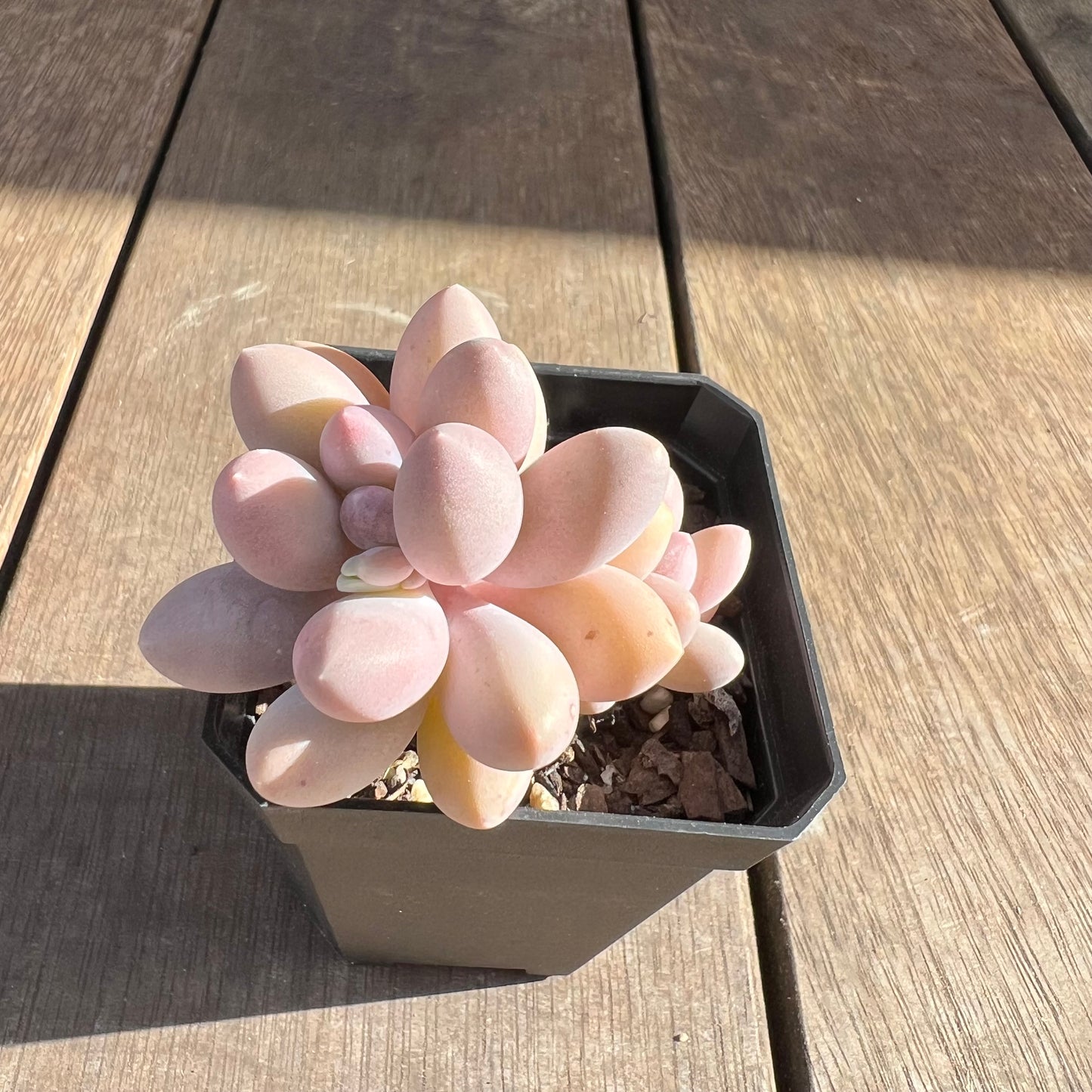 0108 Pachyphytum 'Egg Tart'
