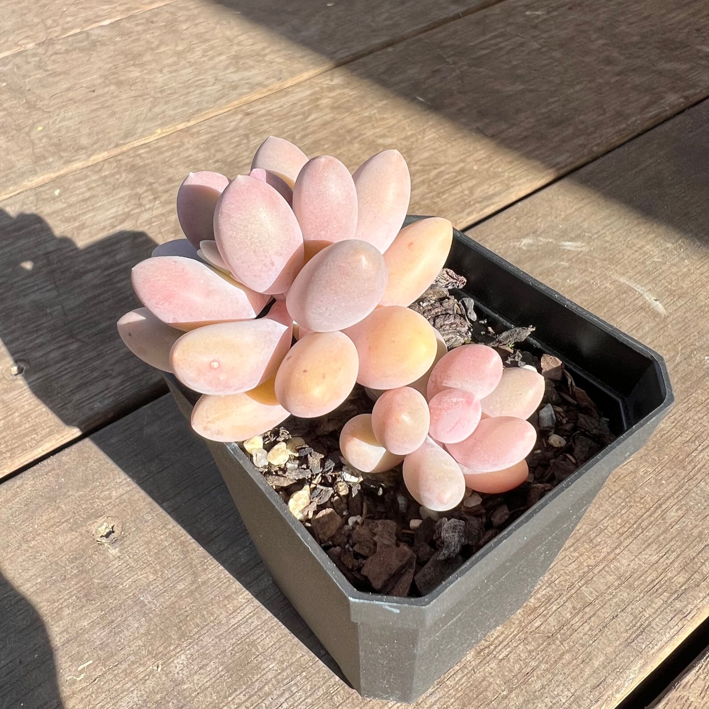 0108 Pachyphytum 'Egg Tart'