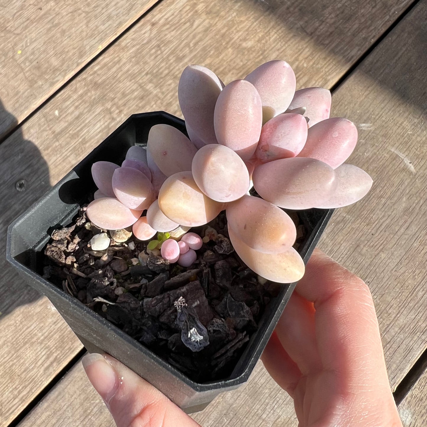 0108 Pachyphytum 'Egg Tart'