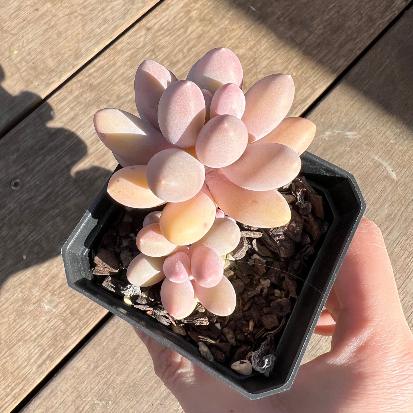 0108 Pachyphytum 'Egg Tart'
