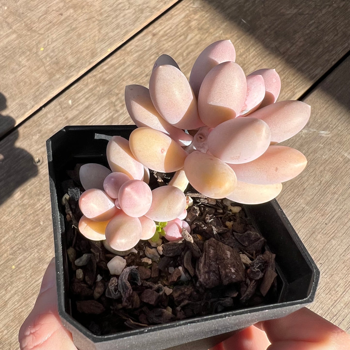 0108 Pachyphytum 'Egg Tart'