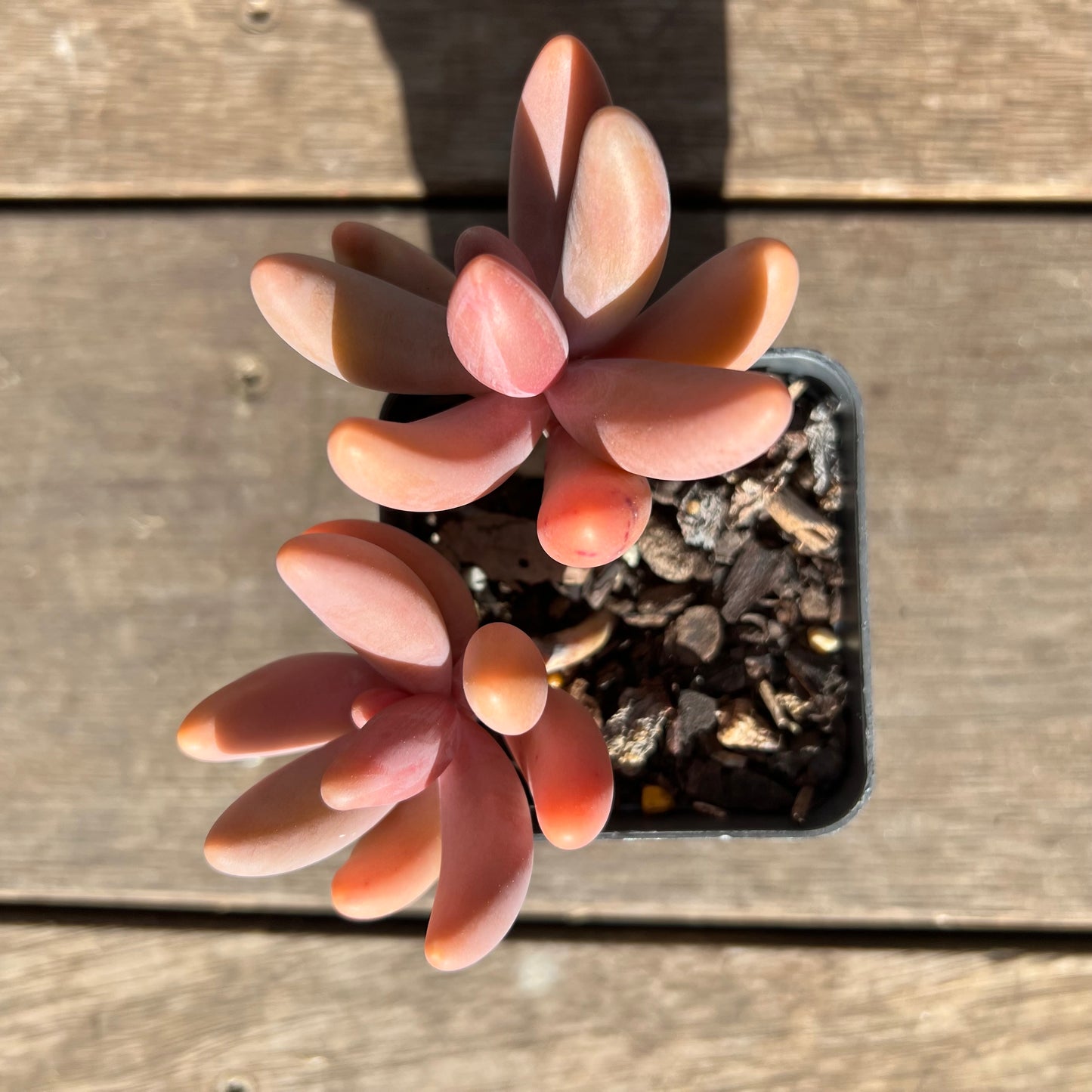 0108 Pachysedum Ganzhou