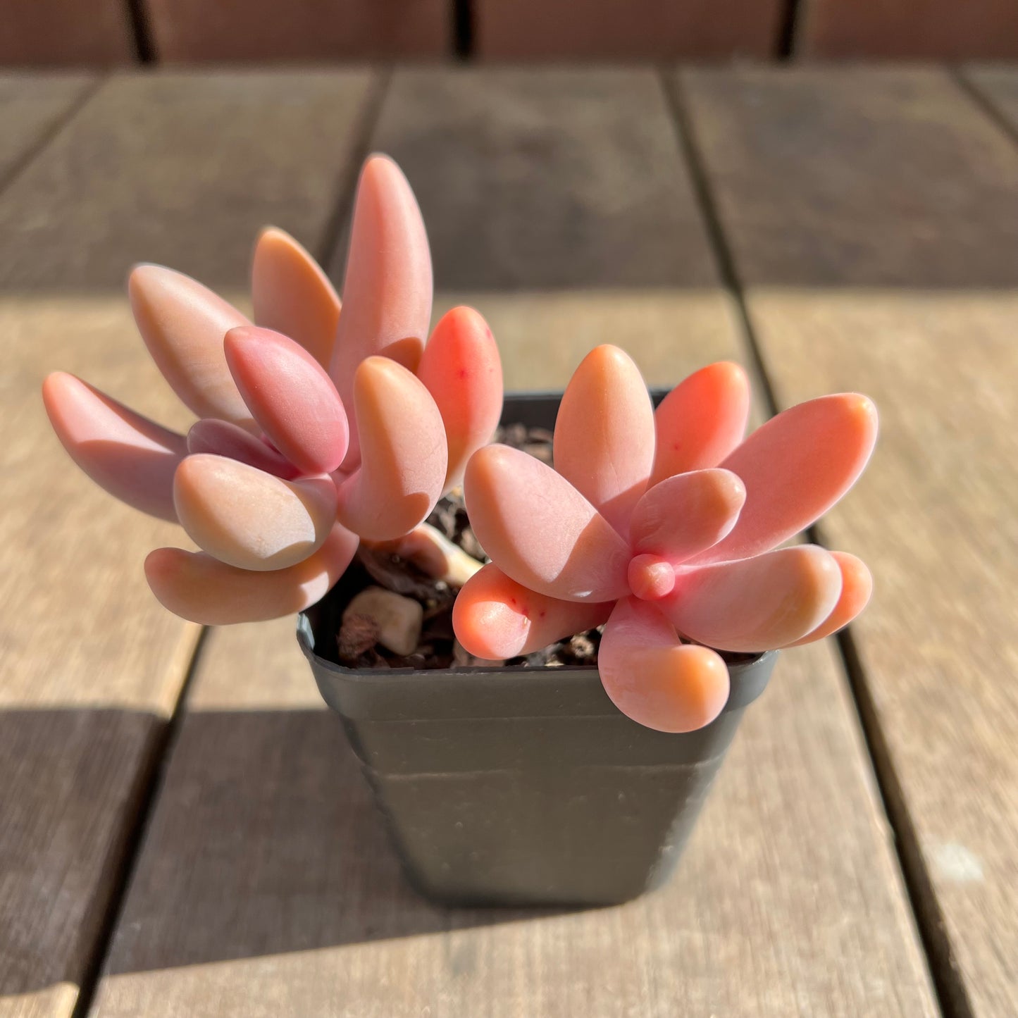 0108 Pachysedum Ganzhou