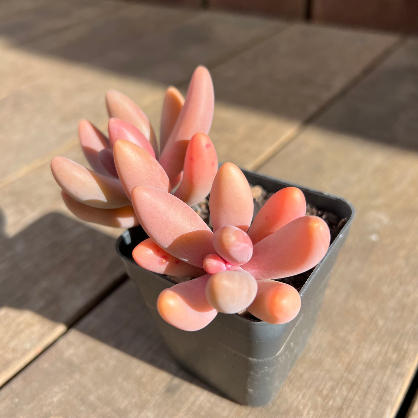 0108 Pachysedum Ganzhou