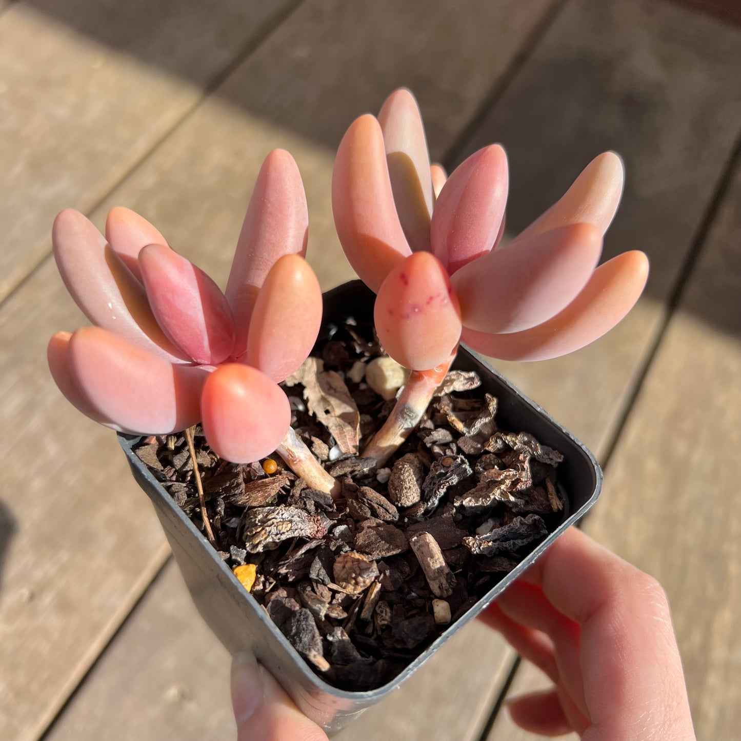 0108 Pachysedum Ganzhou