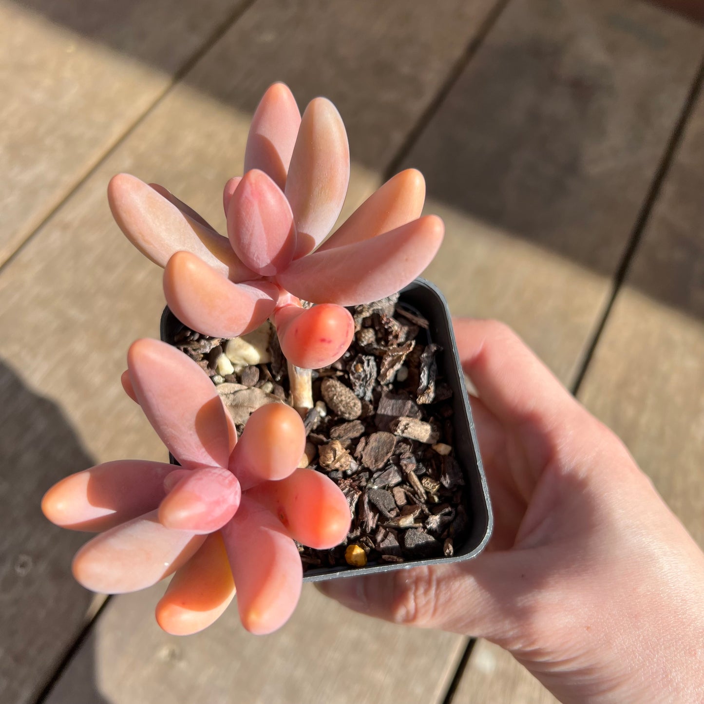 0108 Pachysedum Ganzhou