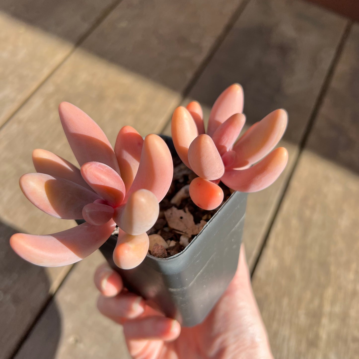 0108 Pachysedum Ganzhou