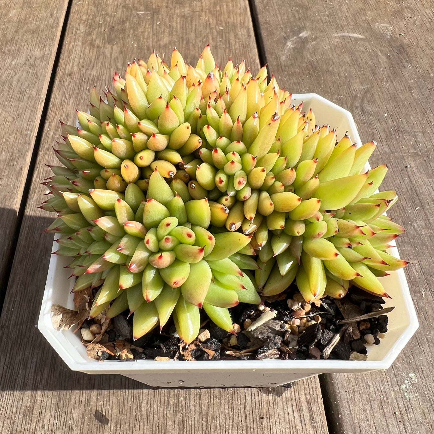 1107 Echeveria Agavoides Maria Crest