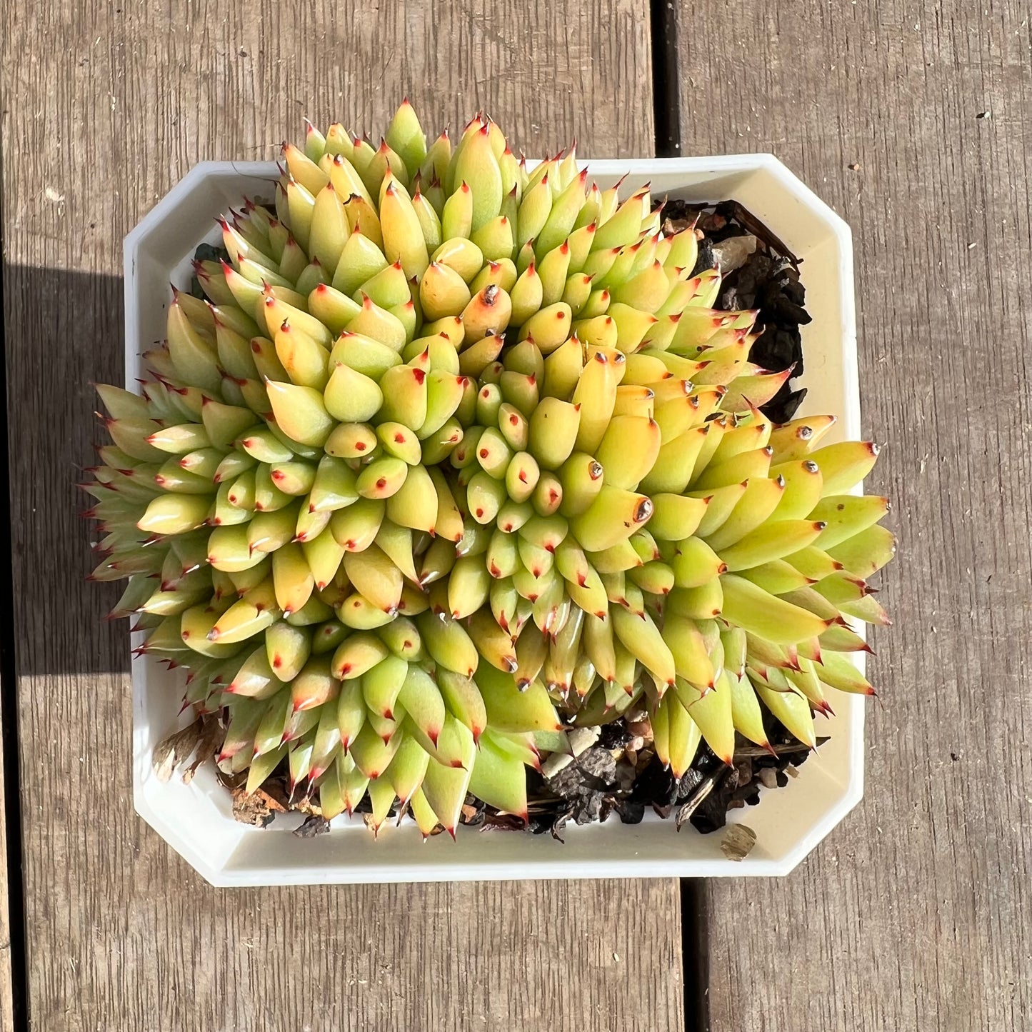 1107 Echeveria Agavoides Maria Crest