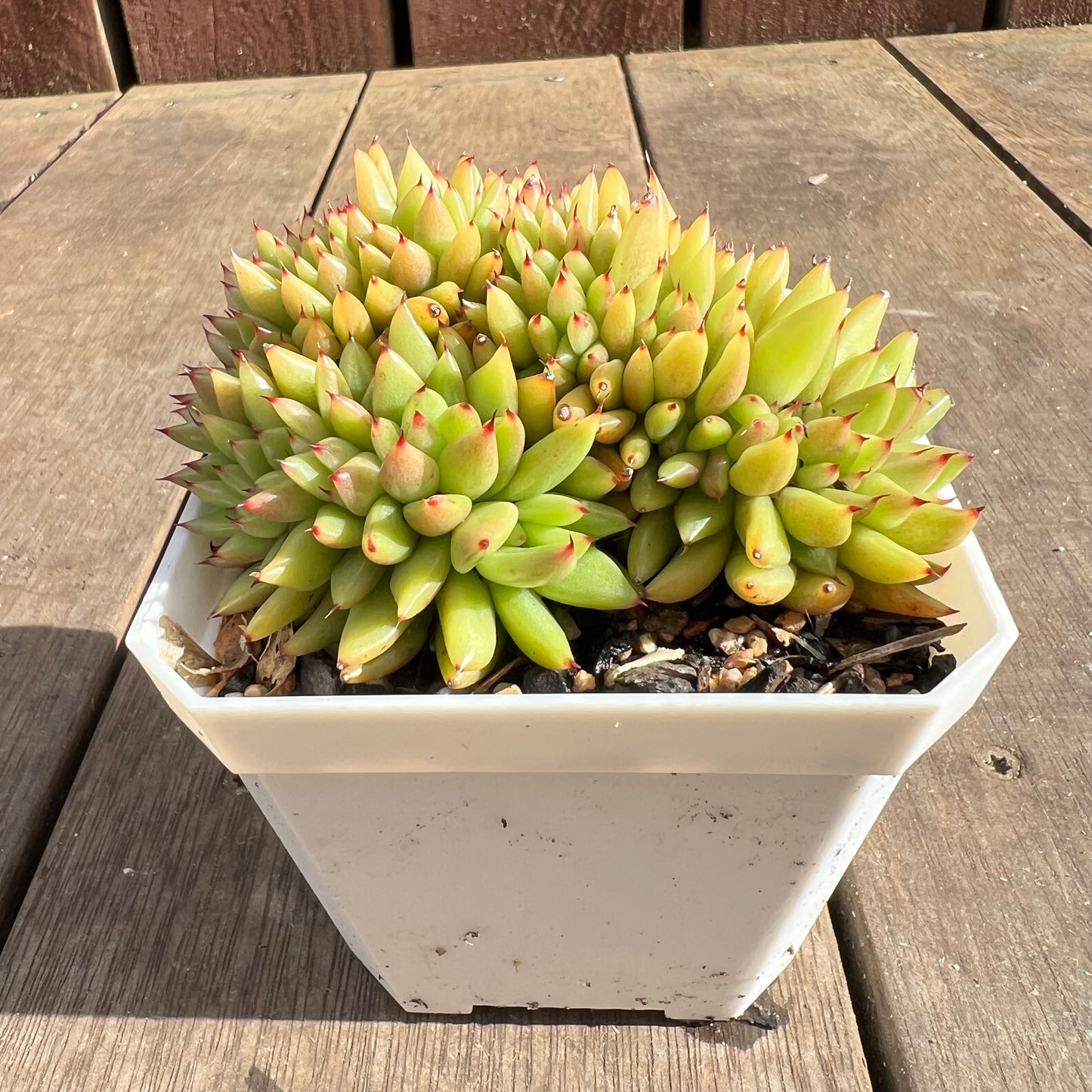 1107 Echeveria Agavoides Maria Crest