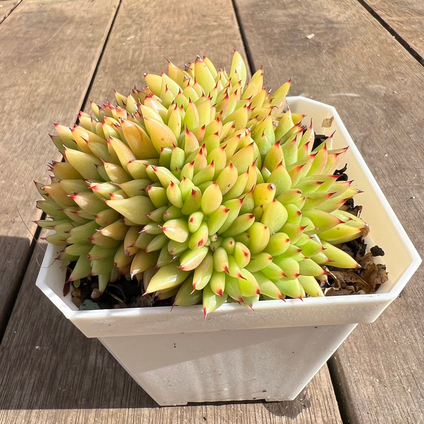 1107 Echeveria Agavoides Maria Crest