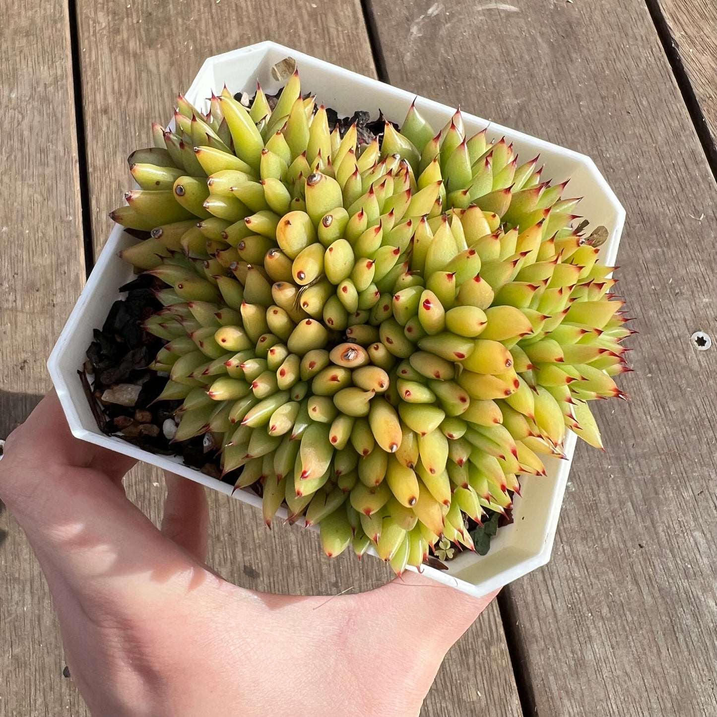 1107 Echeveria Agavoides Maria Crest