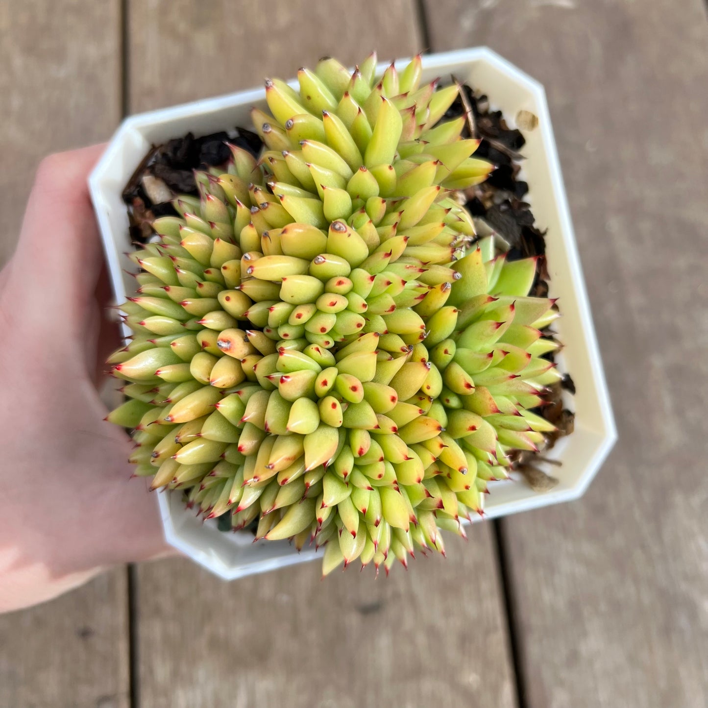 1107 Echeveria Agavoides Maria Crest