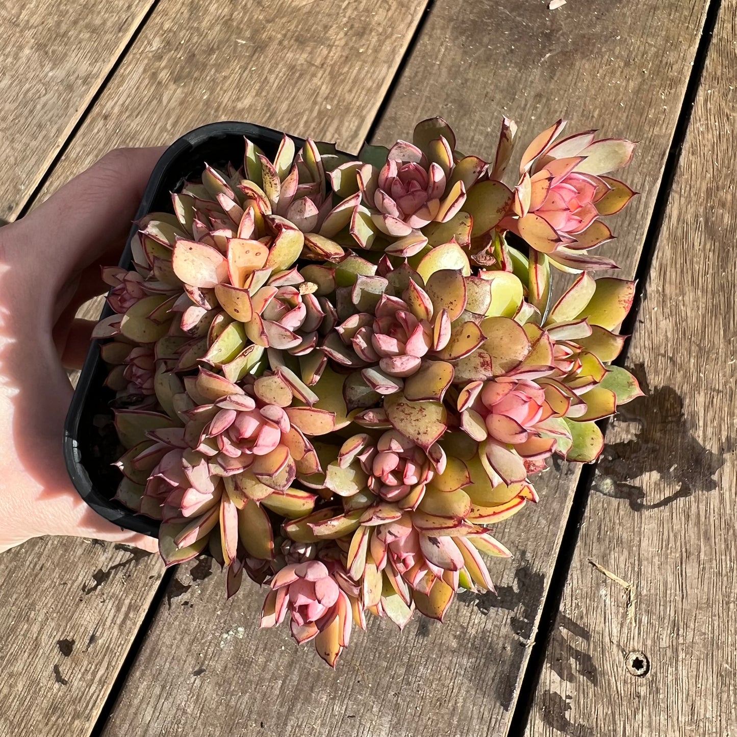 1107 灰姑娘大群