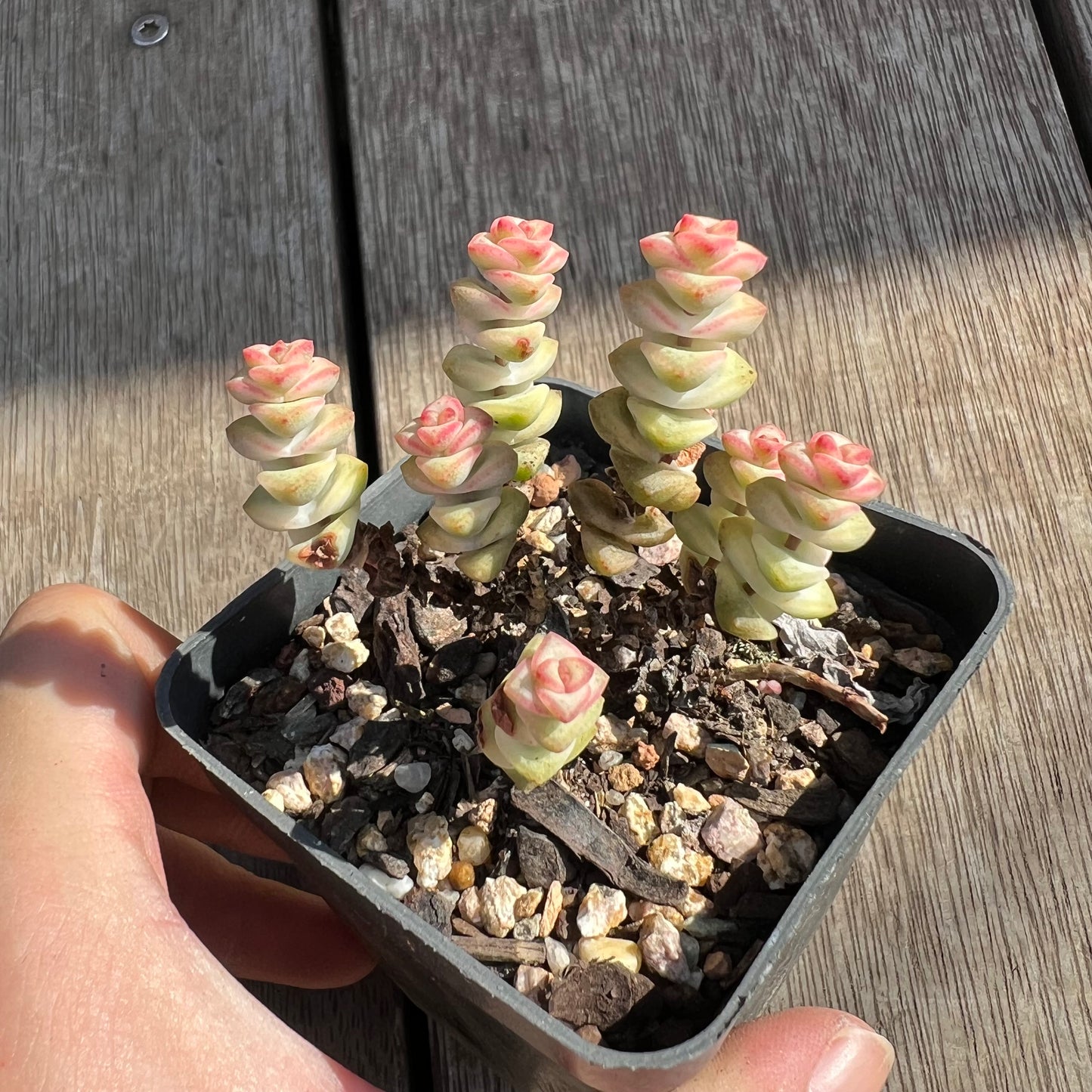 0204 Crassula Fantasy (clump)