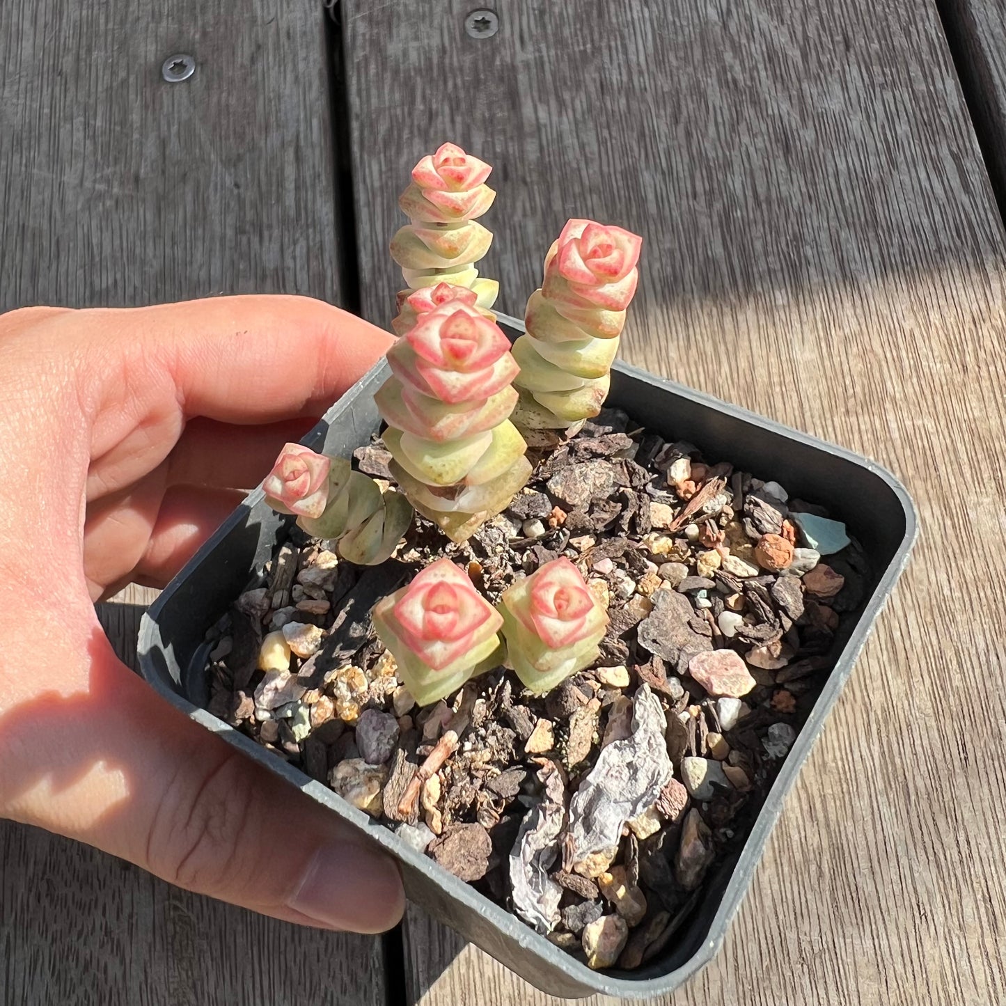 0204 Crassula Fantasy (clump)