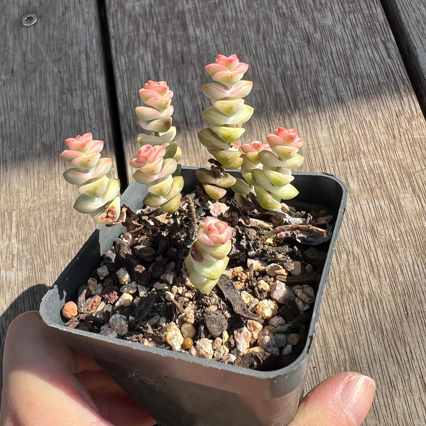 0204 Crassula Fantasy (clump)