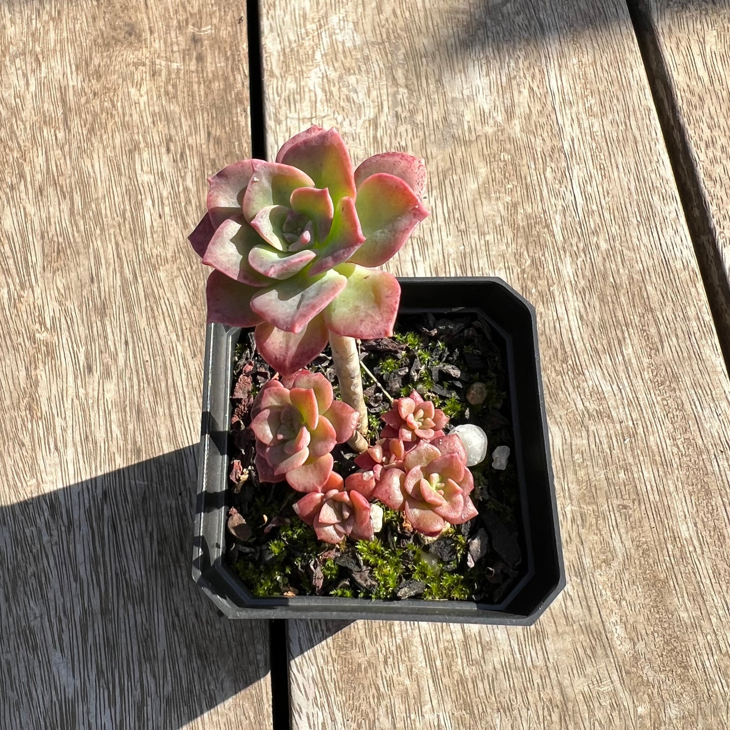 0204 Echeveria Bicolor (multi)