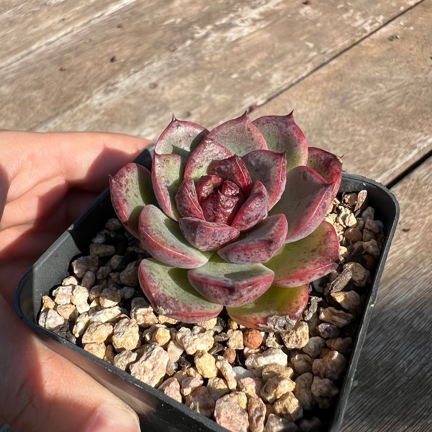 0204 Echeveria Black Crystal