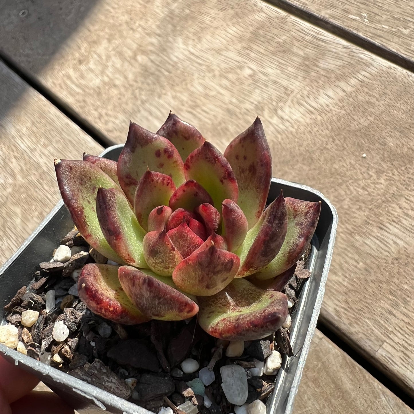 0204 Echeveria Black Queen