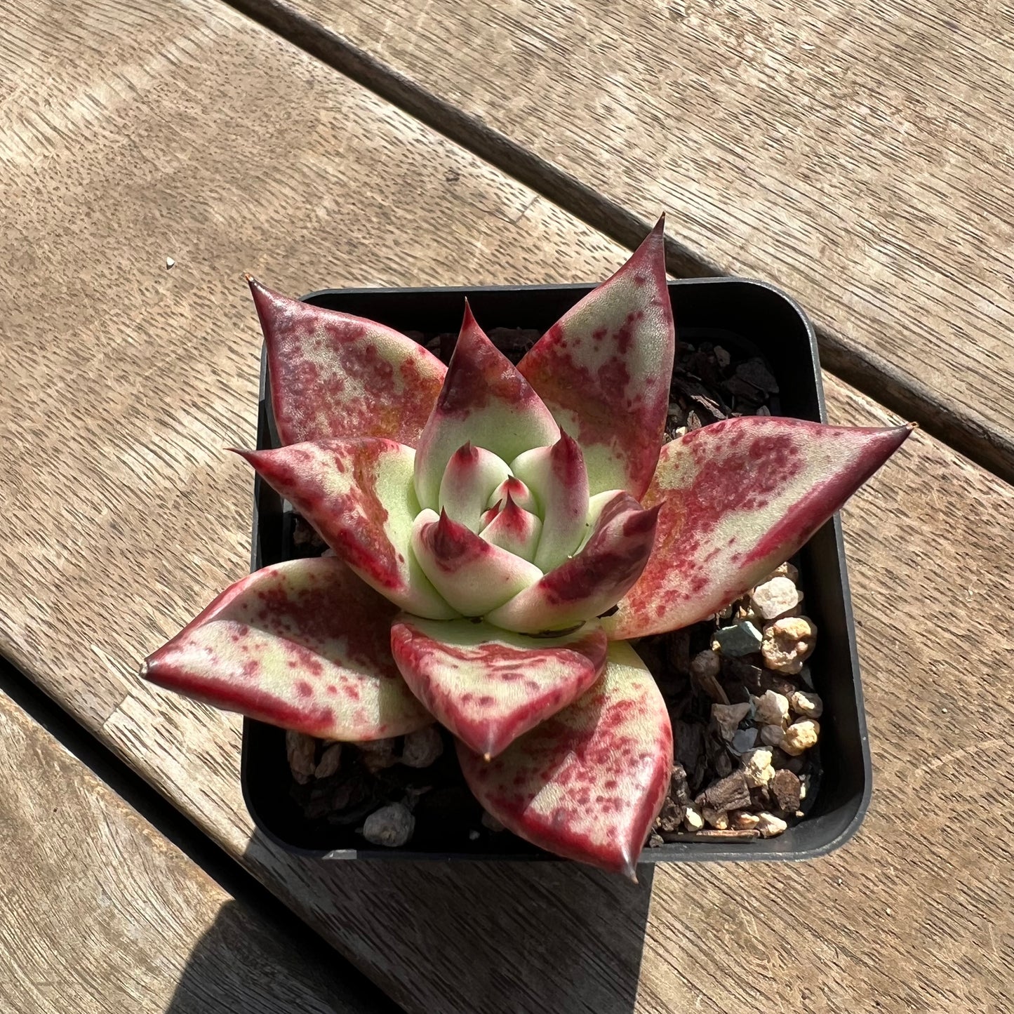 0204 Echeveria Blood Ebony