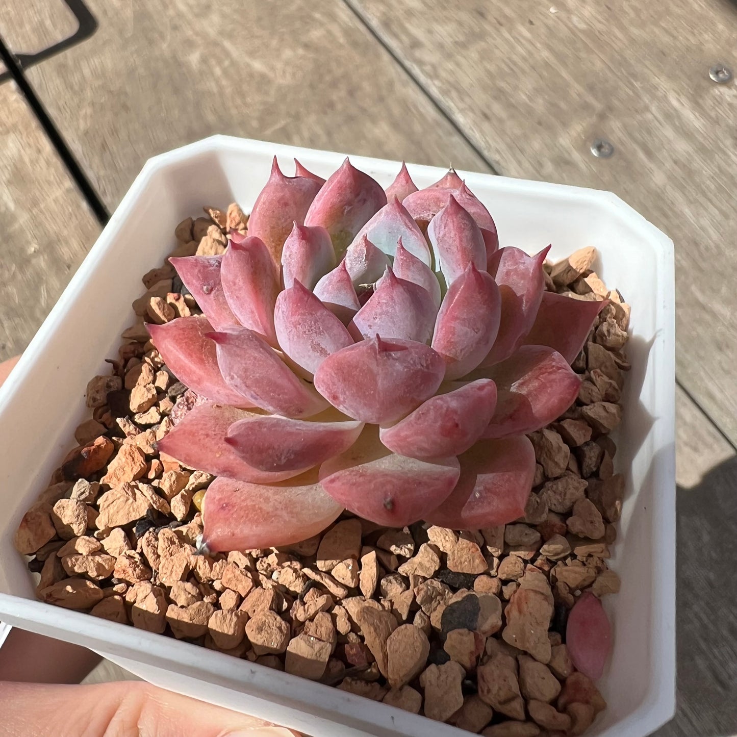 0204 Echeveria Frosty Pink - Korean Hybrid
