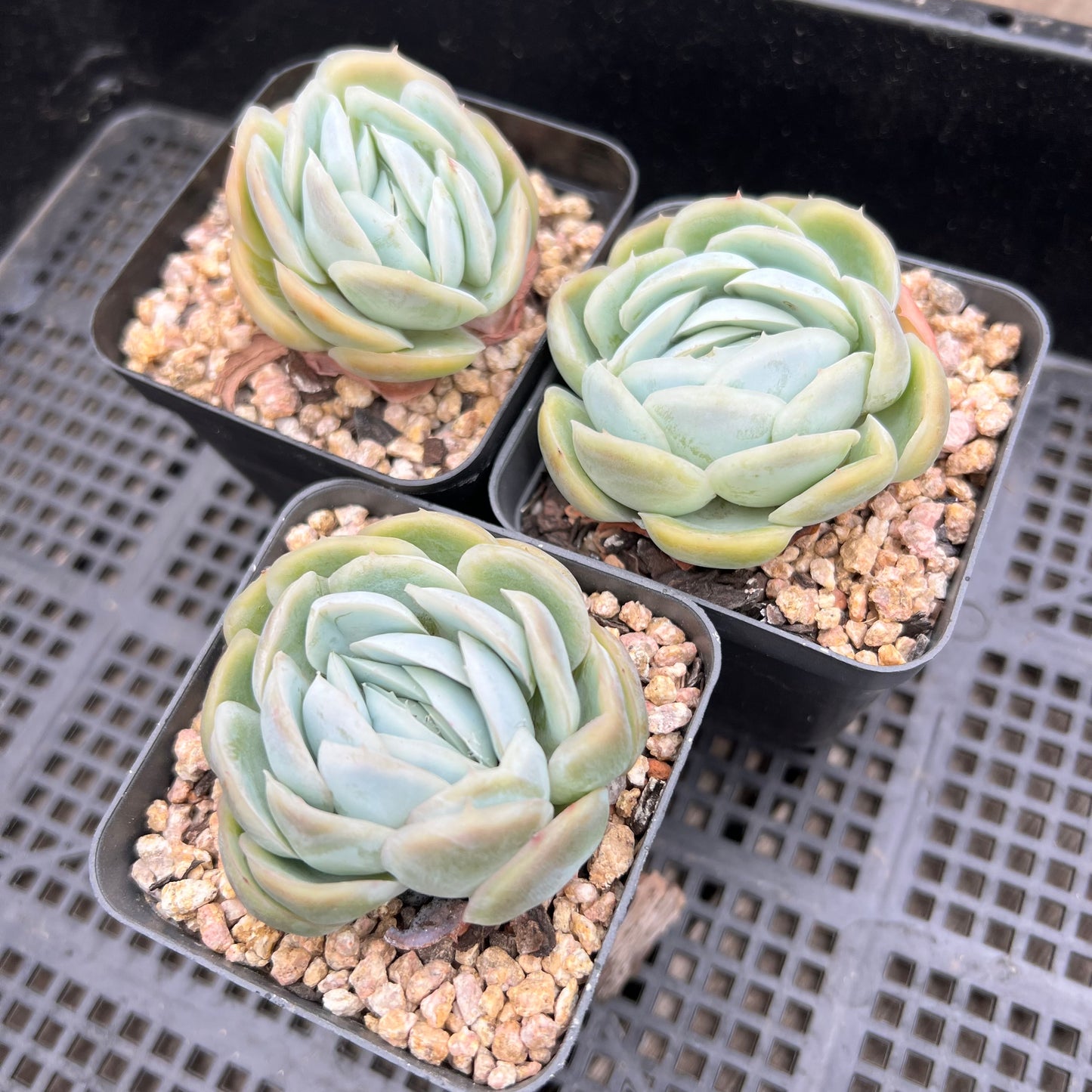 Echeveria Lemon Berry
