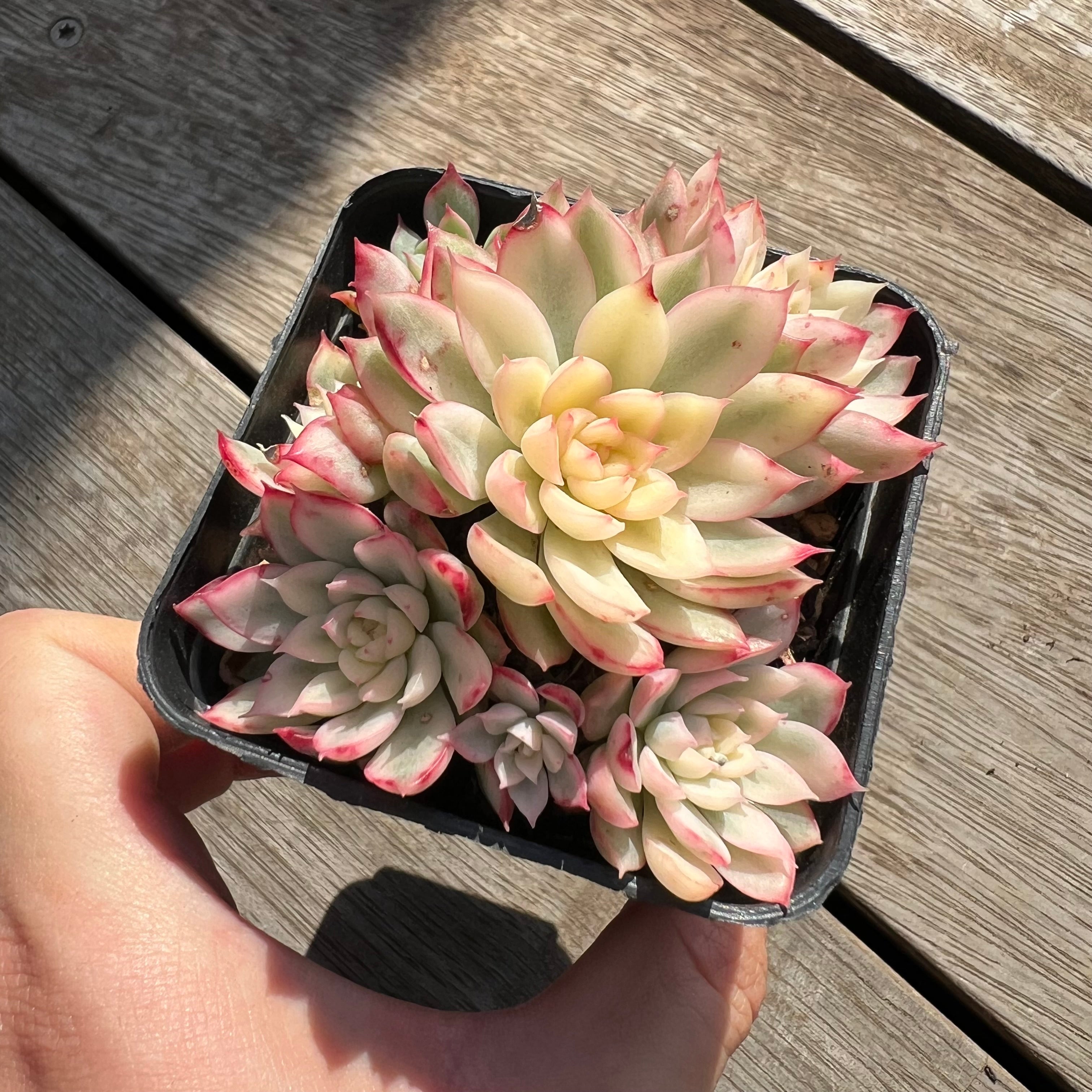 mebina succulent 0204 Echeveria Mebina Variegata (large clump) – Bella Succulent Garden