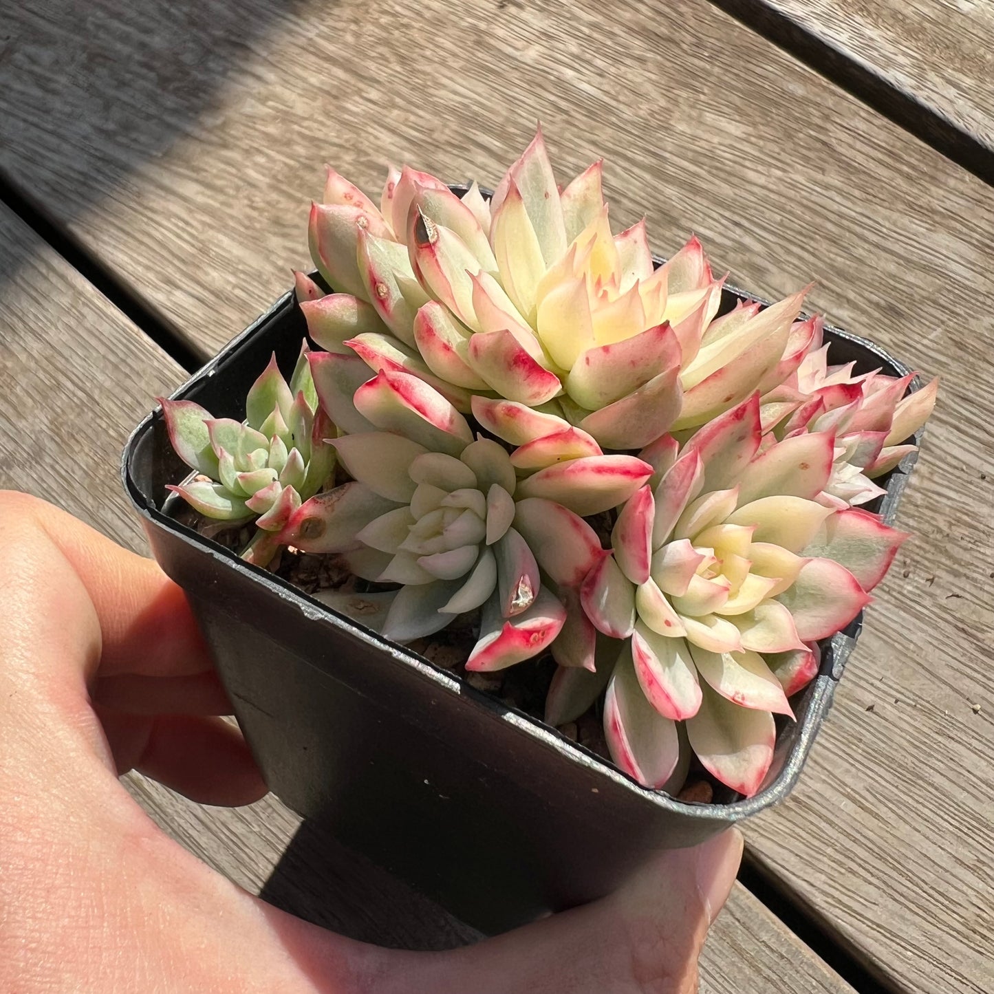 0204 Echeveria Mebina Variegata (large clump)