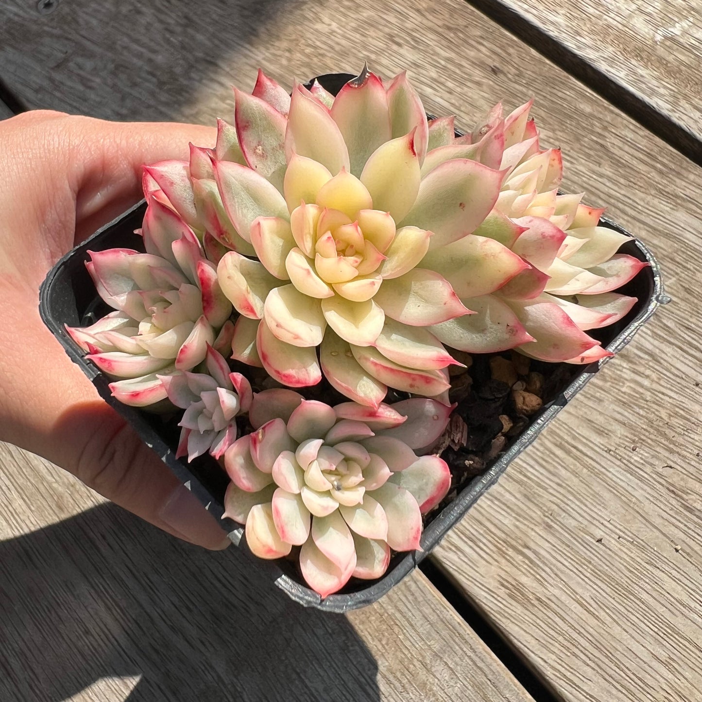 0204 Echeveria Mebina Variegata (large clump)