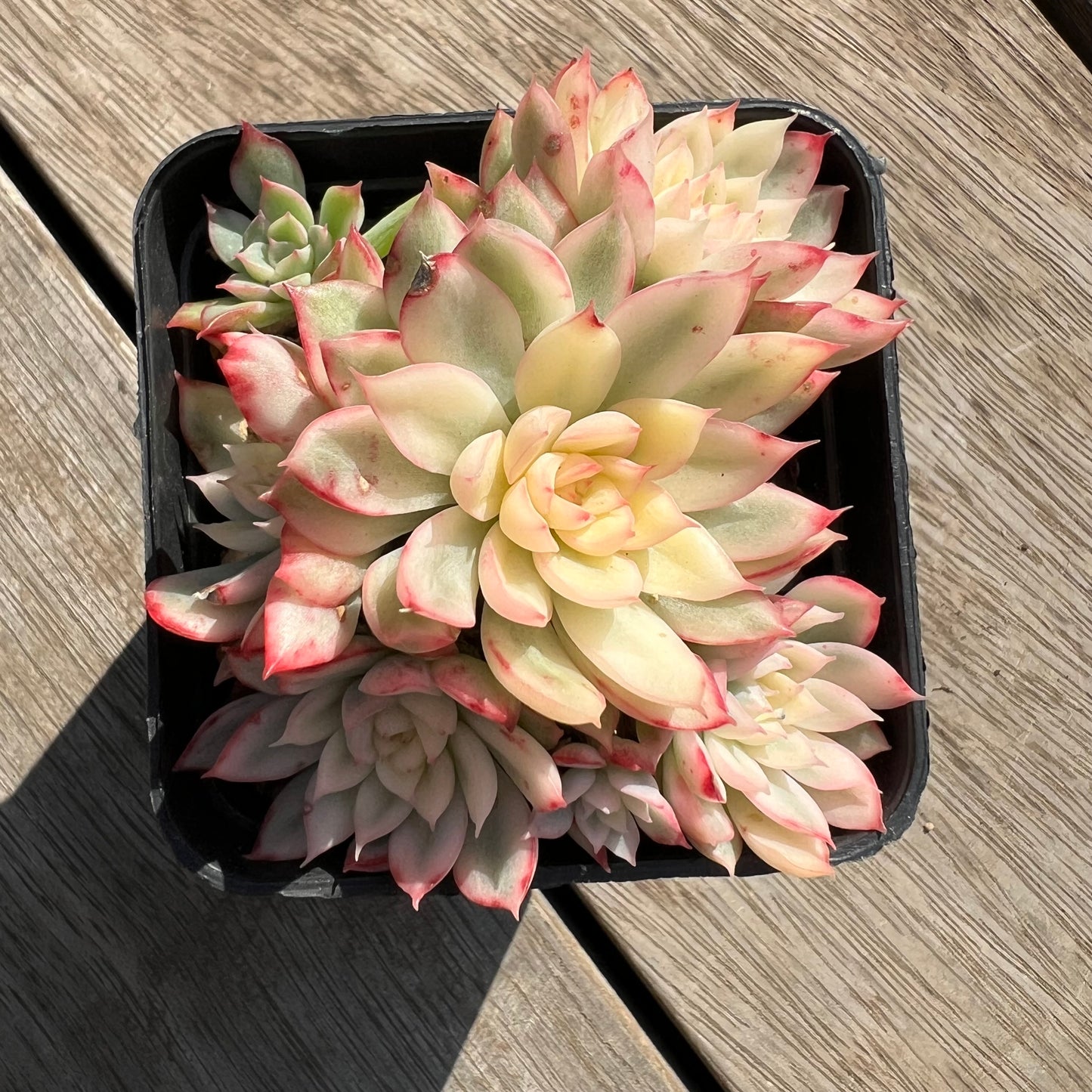 0204 Echeveria Mebina Variegata (large clump)
