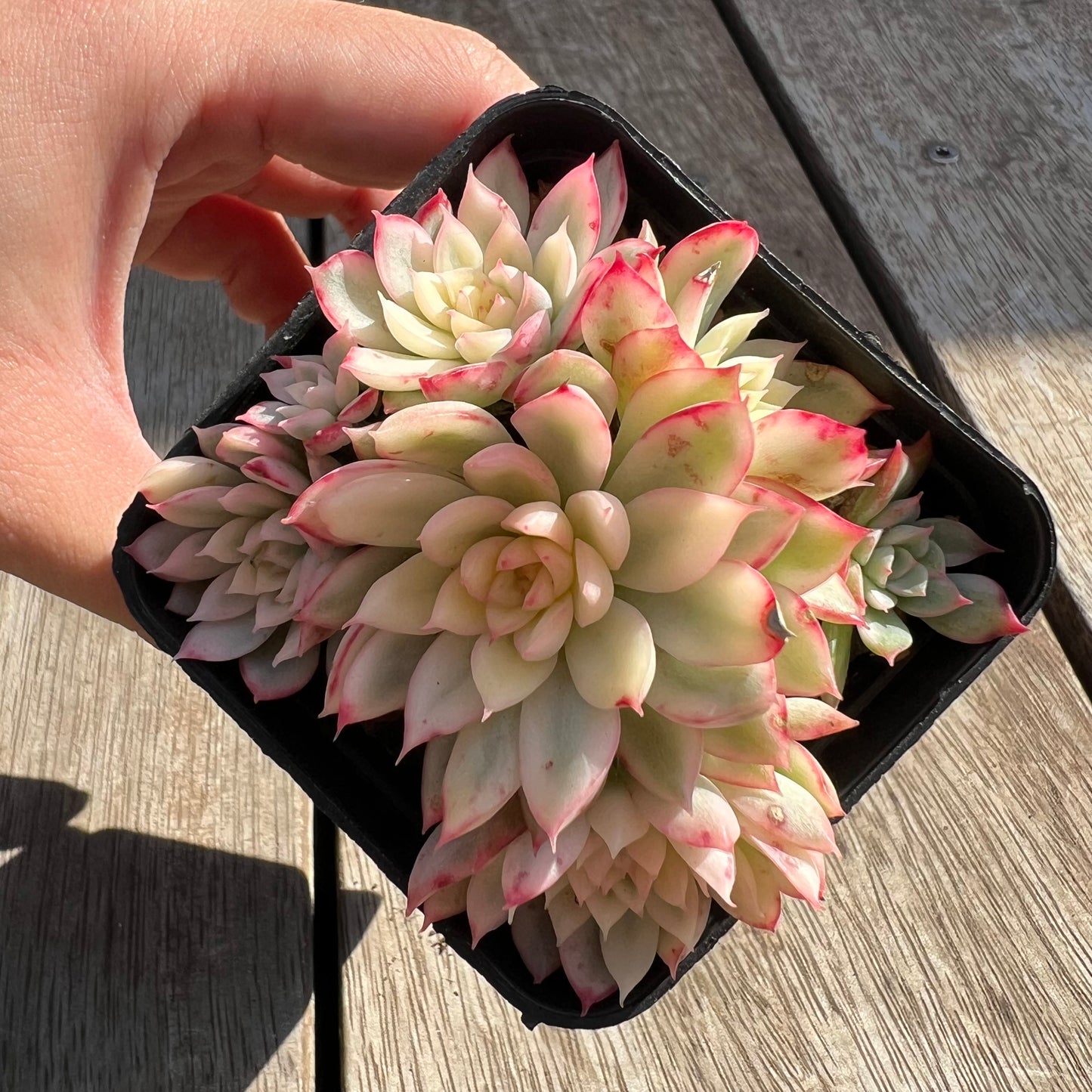 0204 Echeveria Mebina Variegata (large clump)