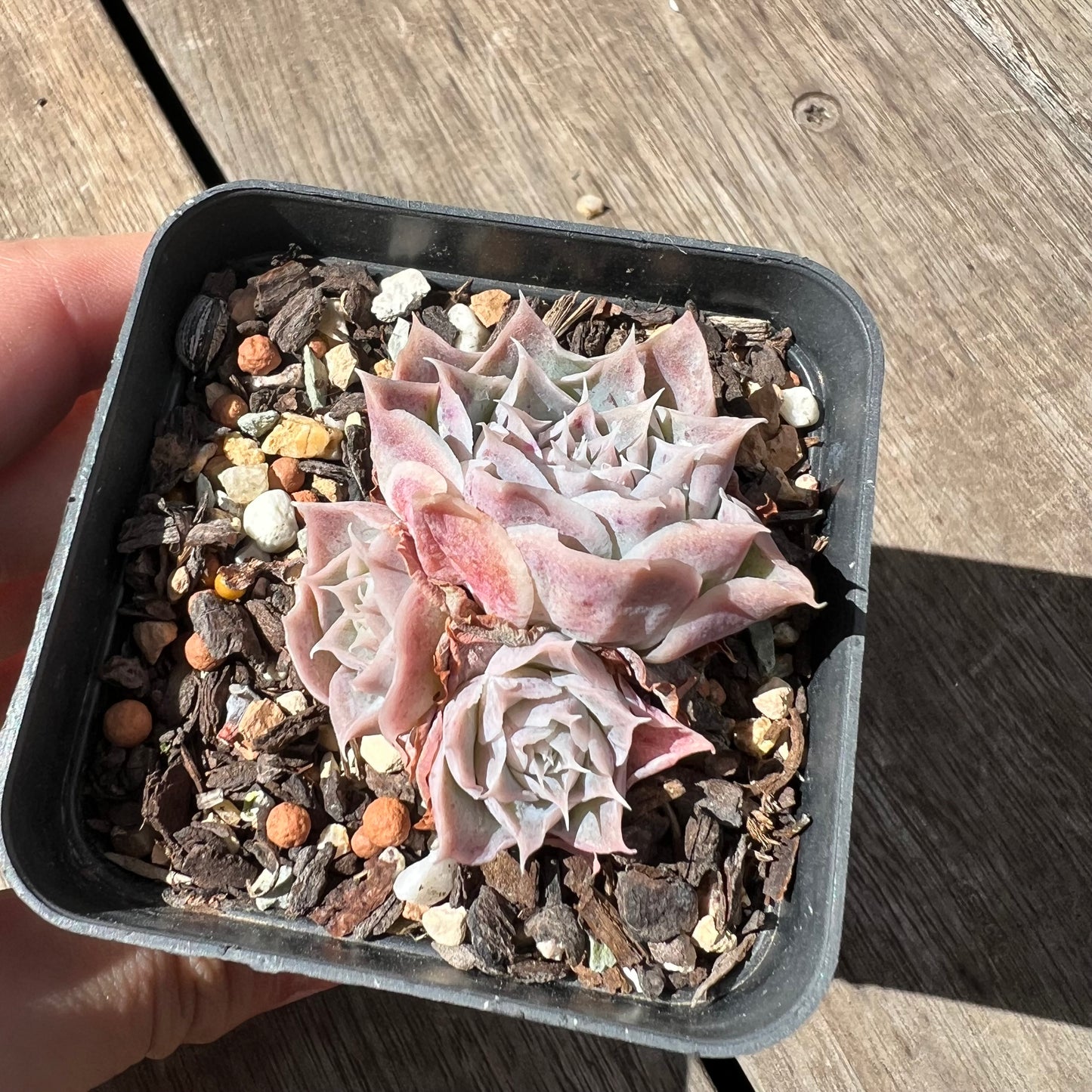 0204 Echeveria Simulans 'Blush' (multi)