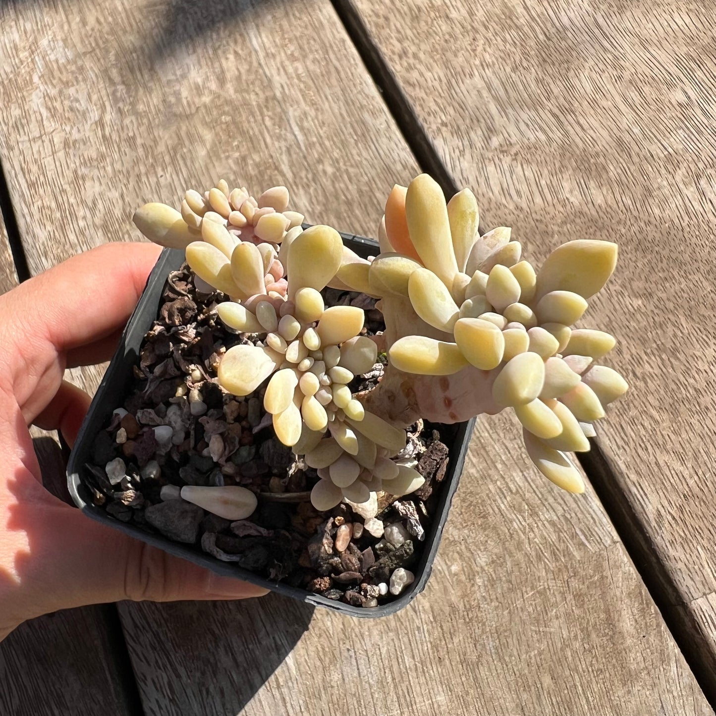 0204 Graptophytum Supreme Cresta