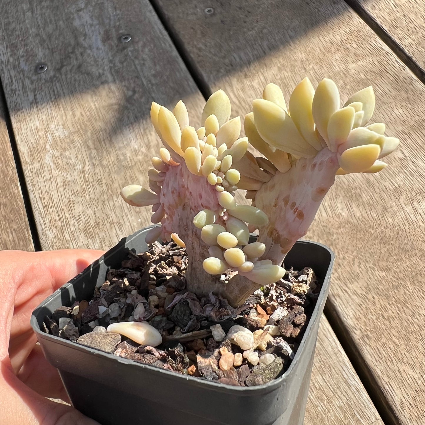 0204 Graptophytum Supreme Cresta