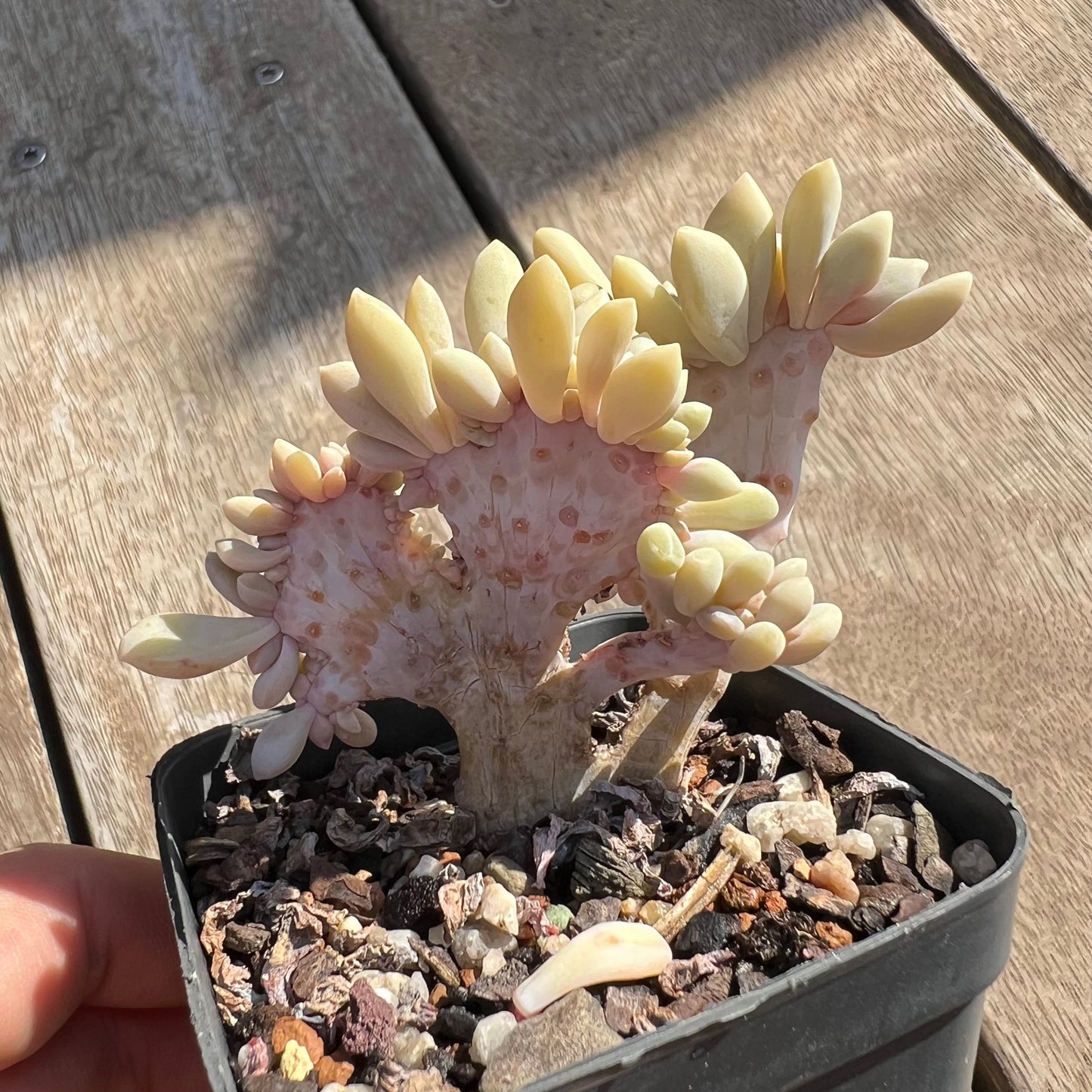 0204 Graptophytum Supreme Cresta
